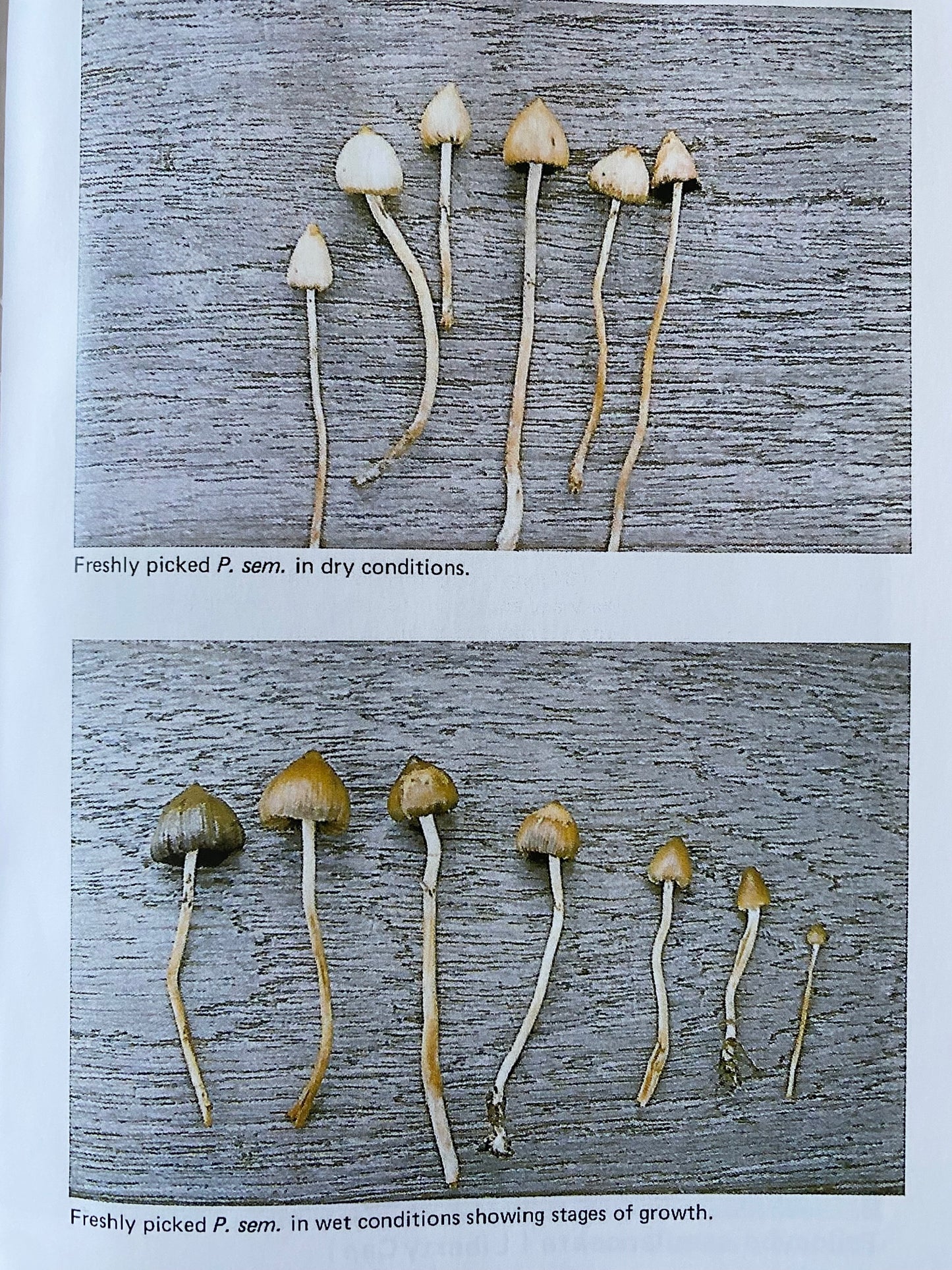 A Guide To British Psilocybin Mushrooms (1994)