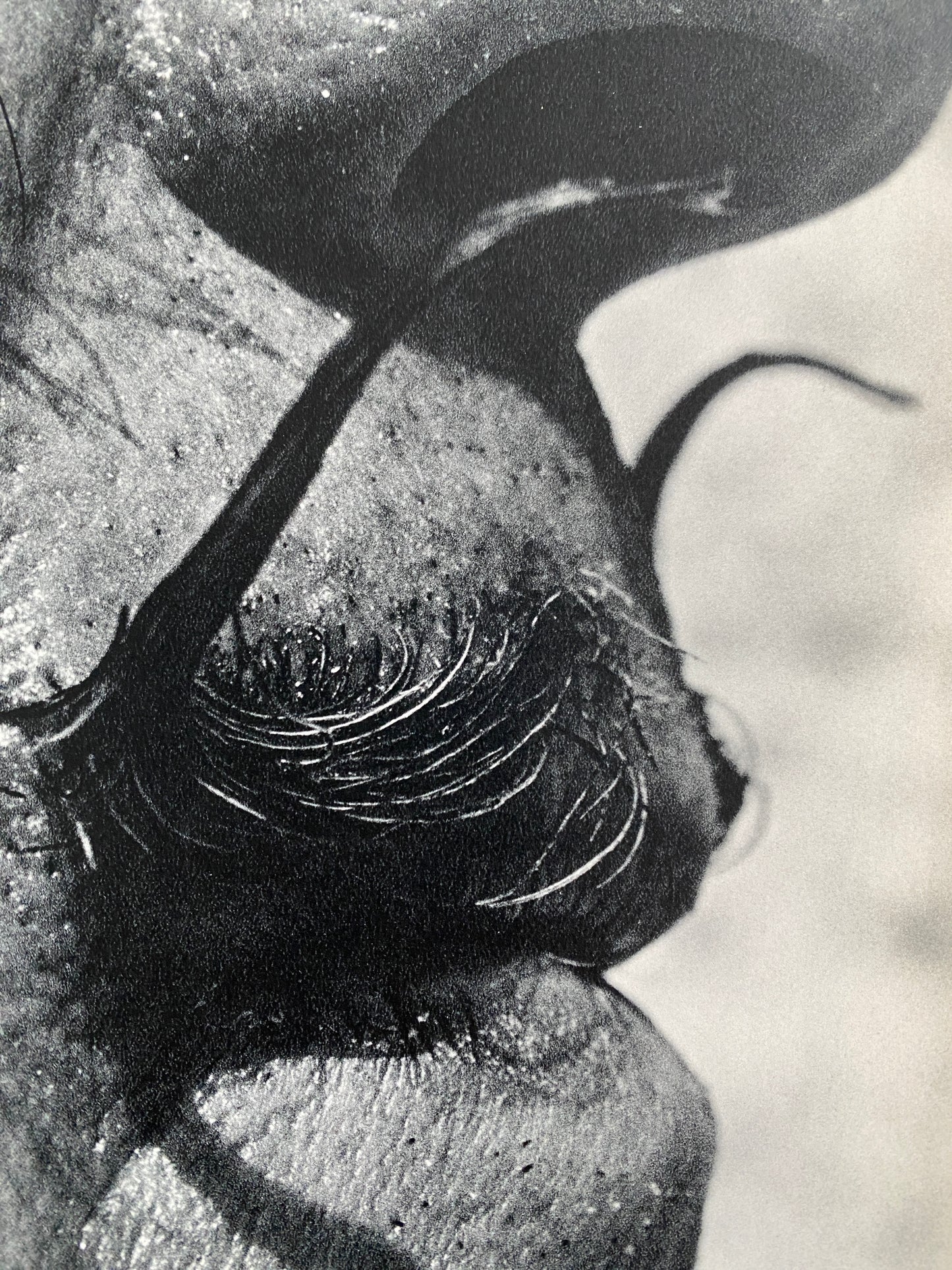 DADA DALÍ (1966)