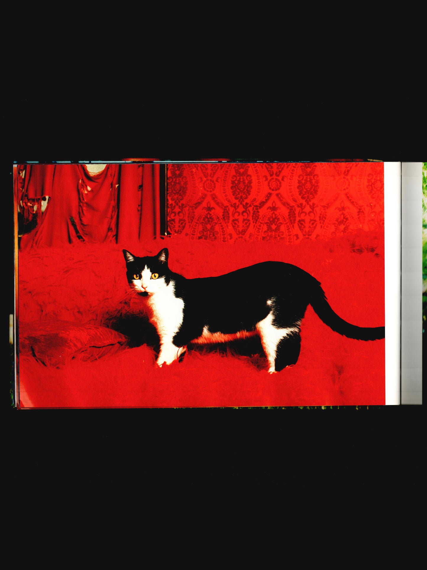 DREAMLAND (2000)