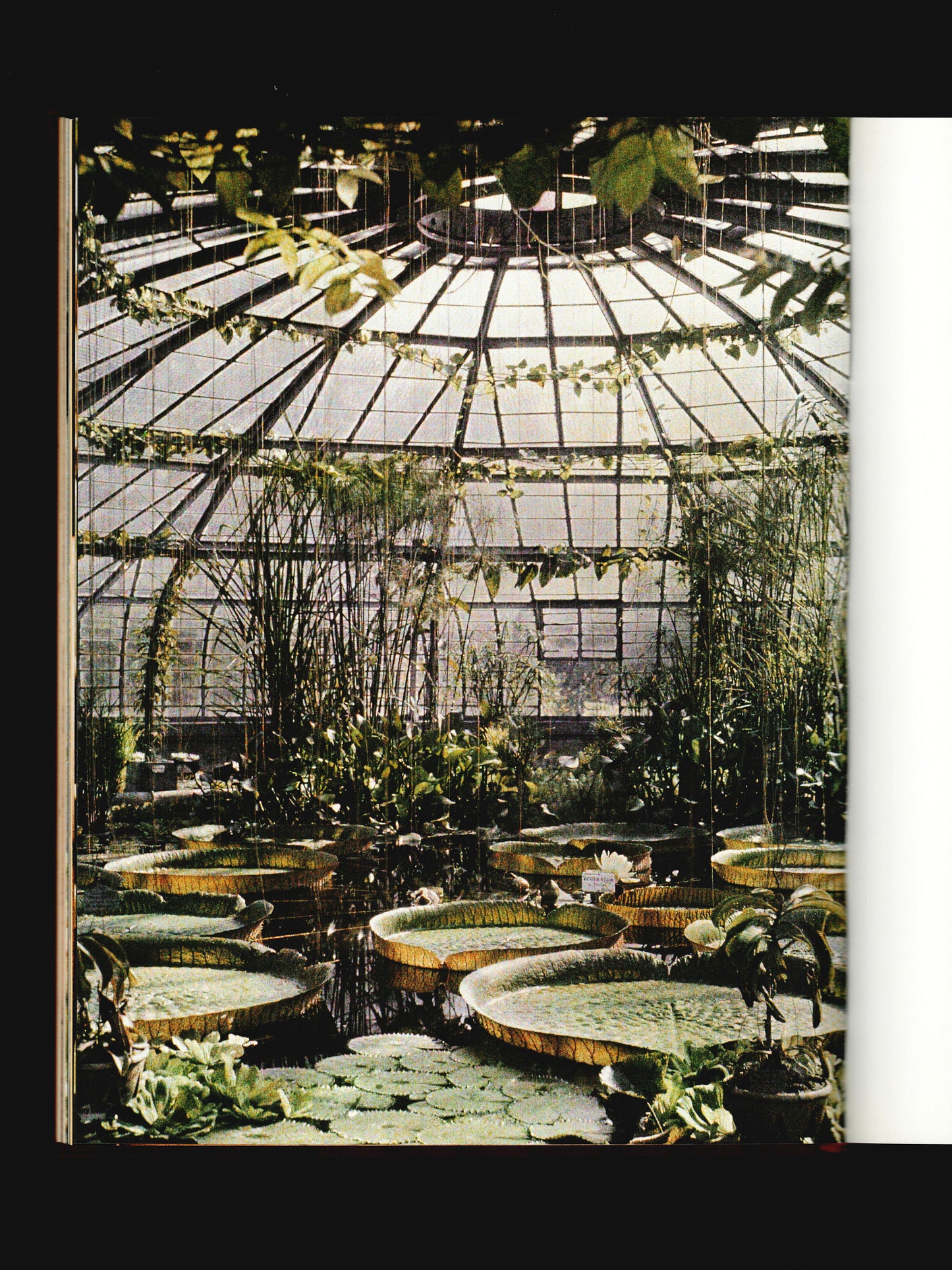FLEURS DE PEAU, BILDER AUF DER HAUT (1999)