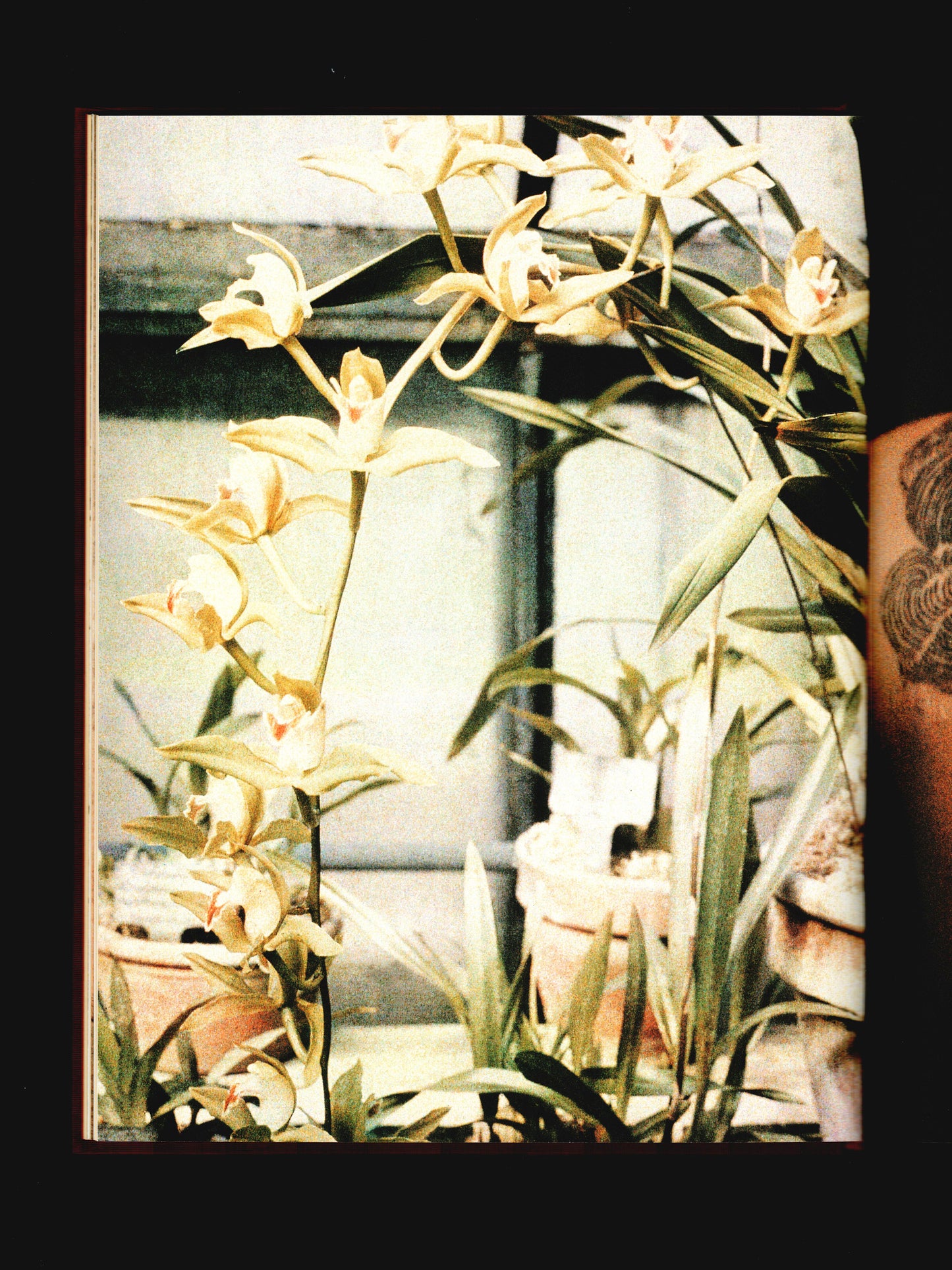 FLEURS DE PEAU, BILDER AUF DER HAUT (1999)