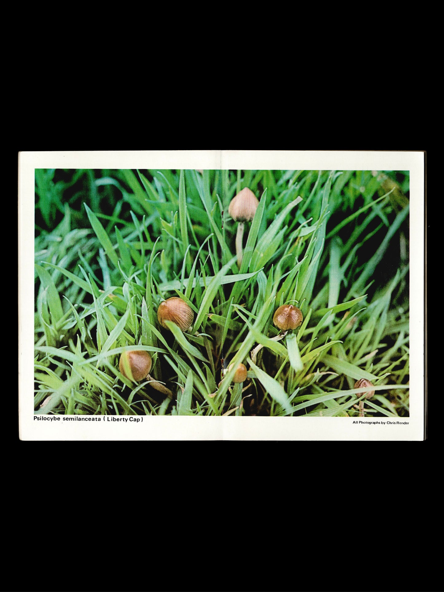 A GUIDE TO BRITISH PSILOCYBIN MUSHROOMS (1978)