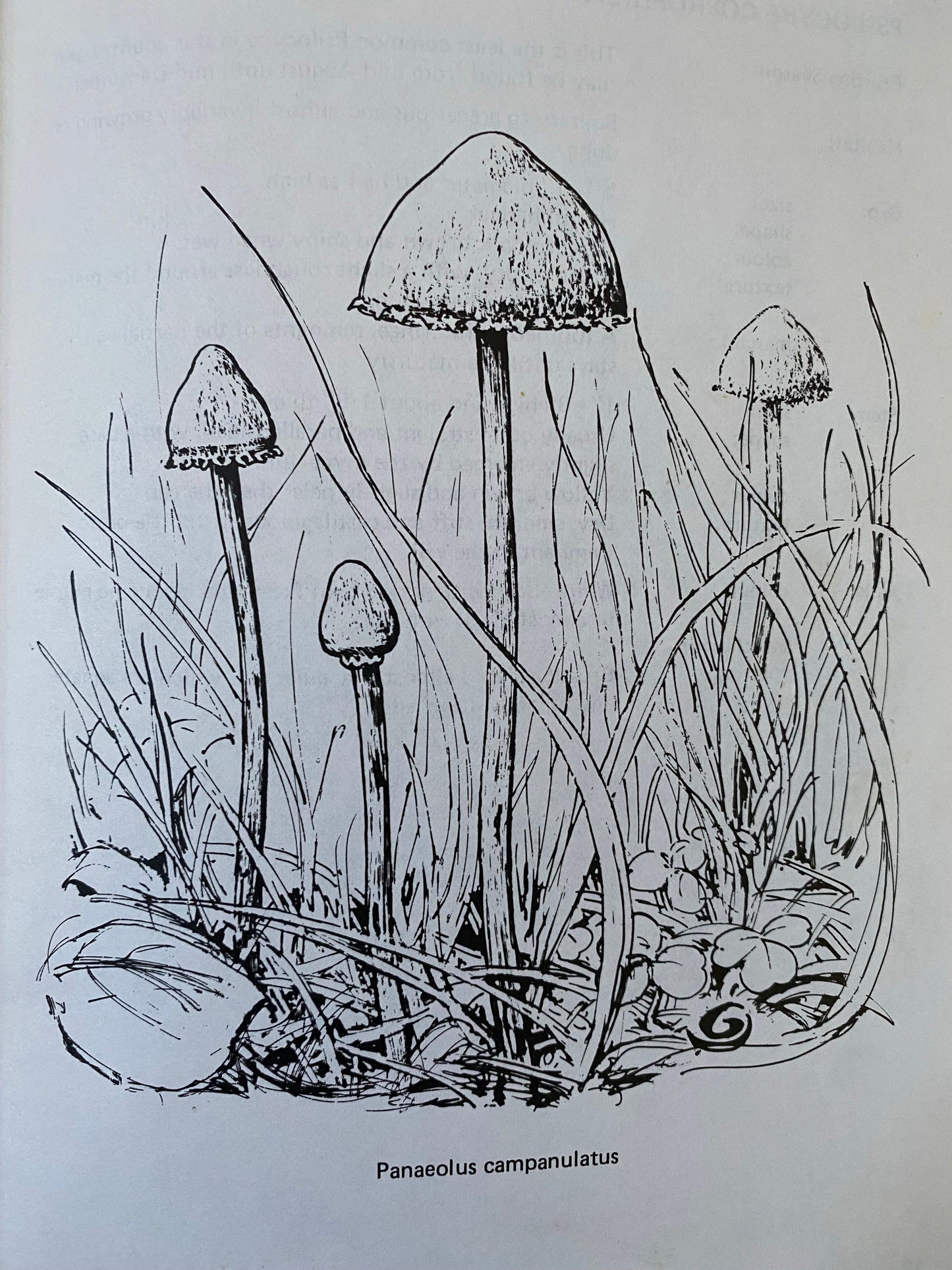 A Guide To British Psilocybin Mushrooms (1994)