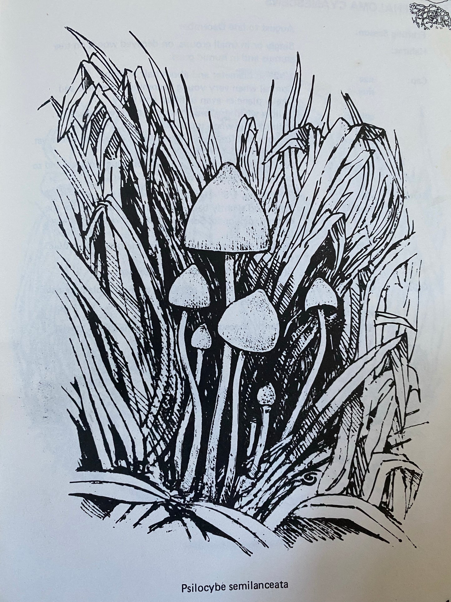 Richard Cooper - A Guide To British Psilocybin Mushrooms