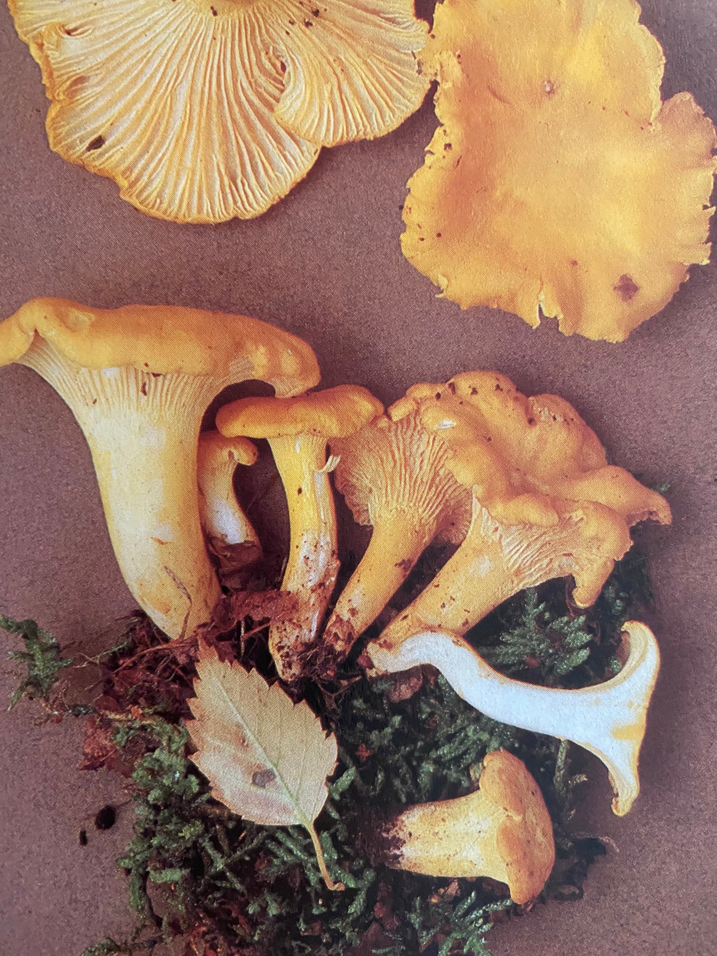Mushrooms and other Fungi of Great Britain & Europe (1981)
