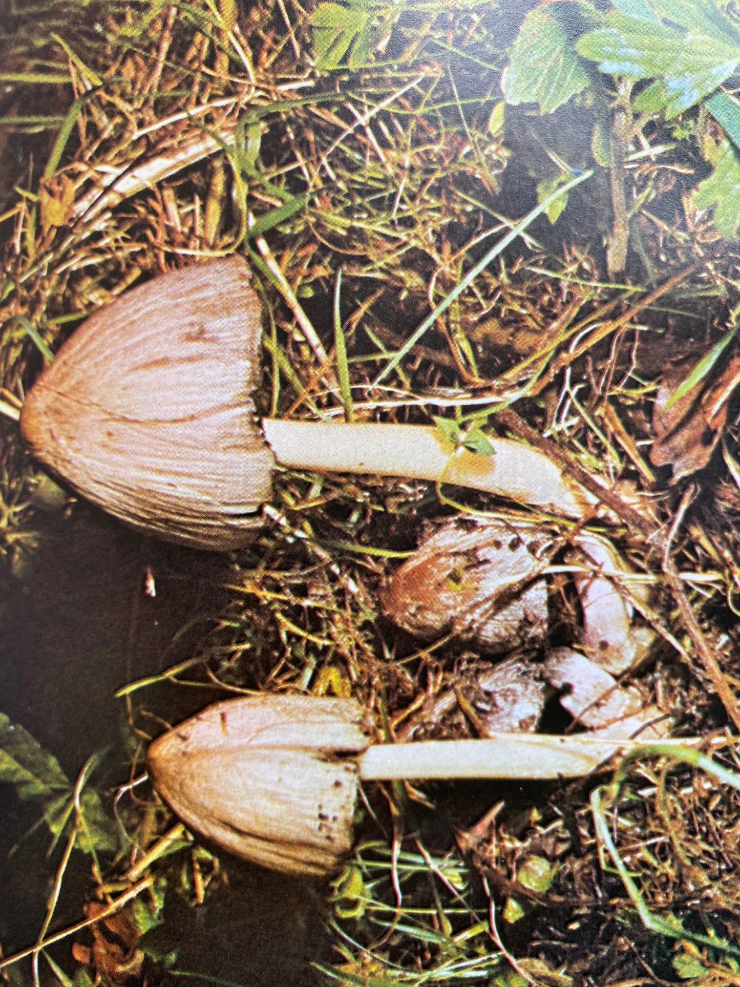 Michael Jordan - A Guide To Mushrooms (1975)