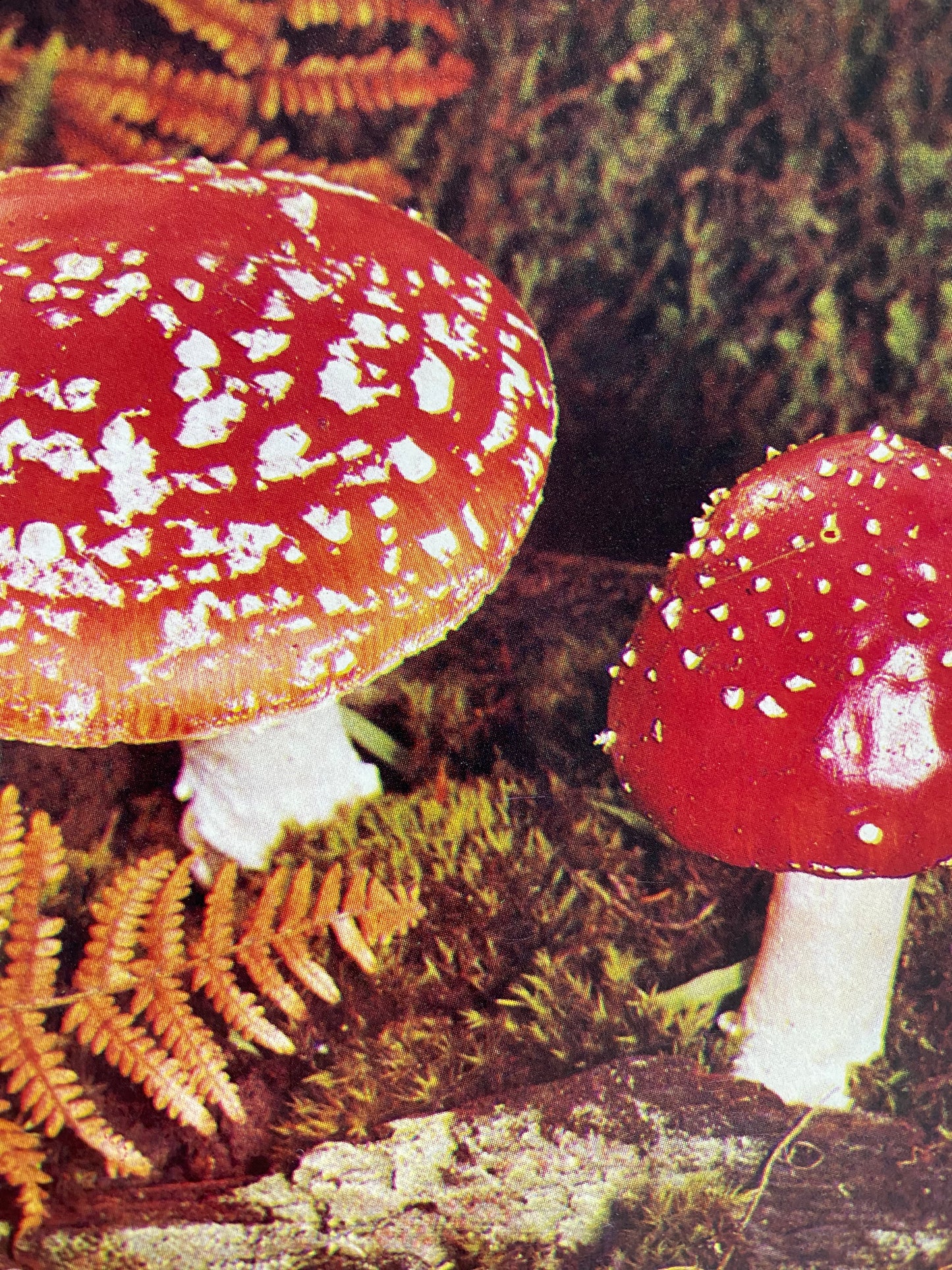 Moira Savonius - All Colour Book Of Mushrooms And Fungi (1973)