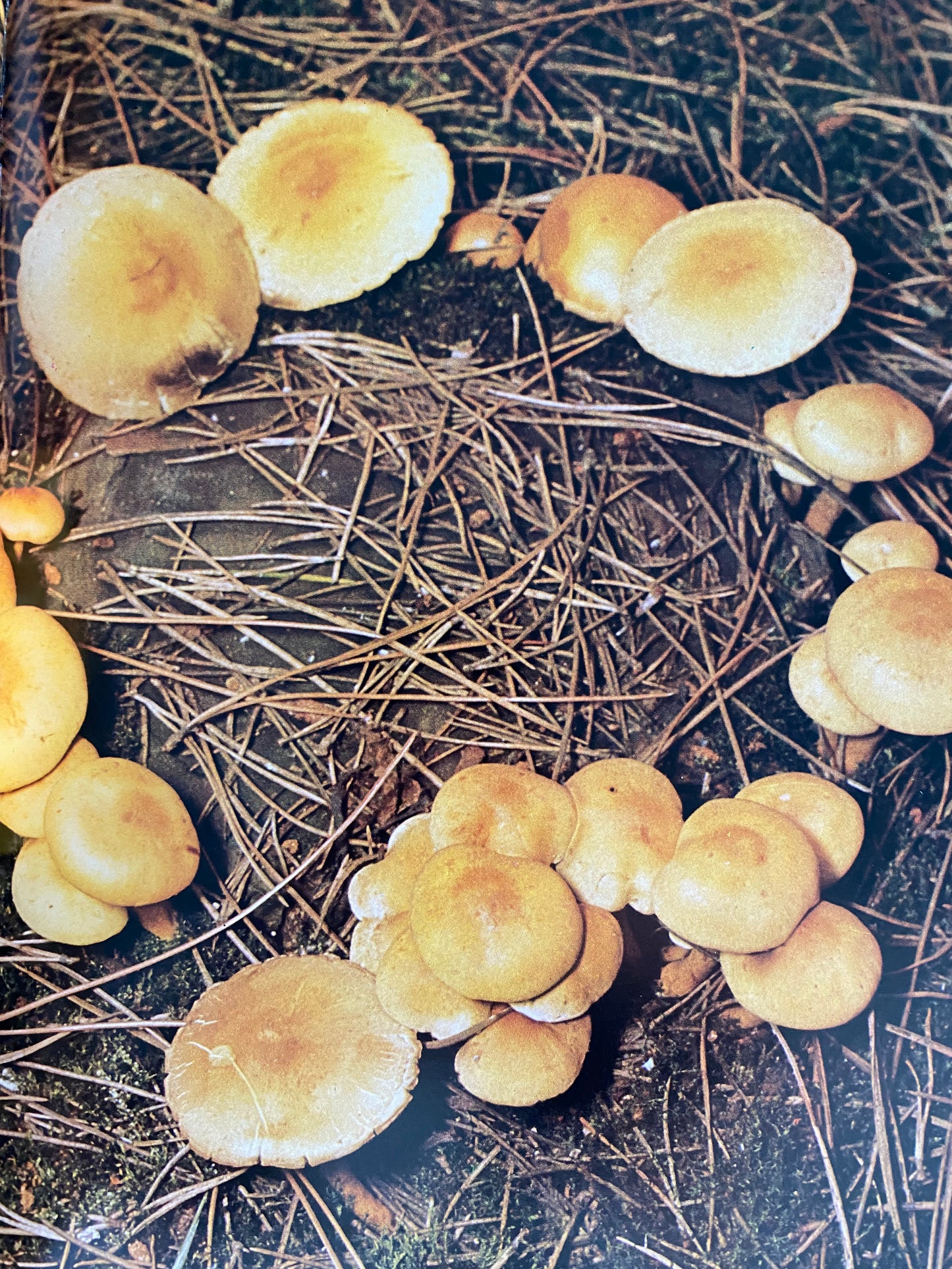 Moira Savonius - All Colour Book Of Mushrooms And Fungi (1973)